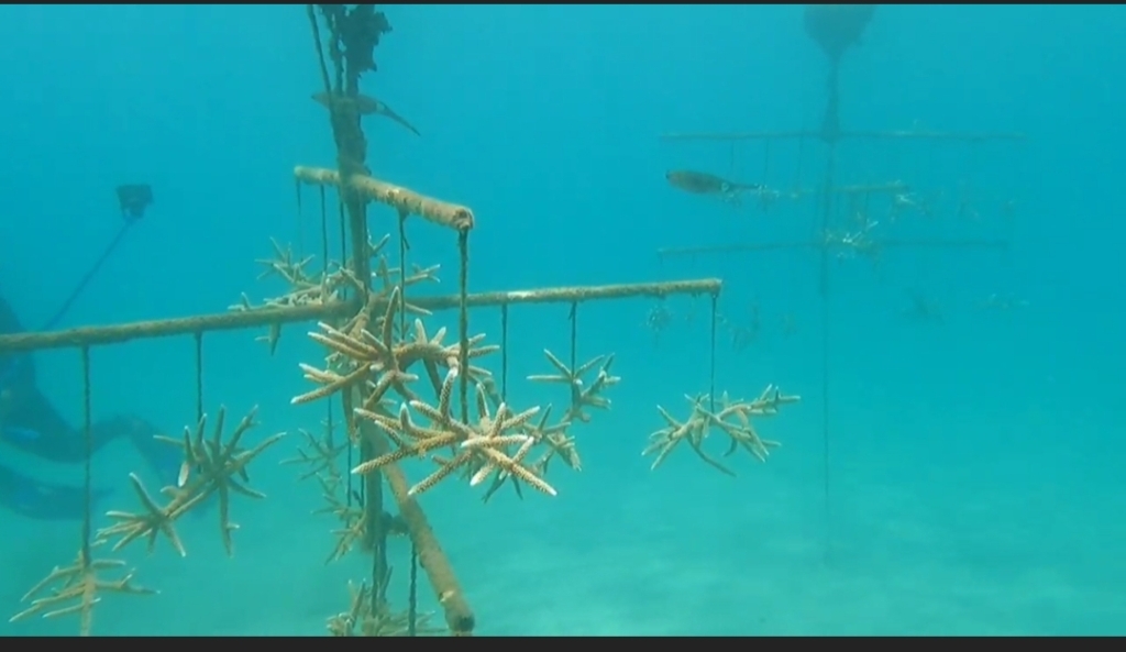 La labor de salvar especies de corales amenazados