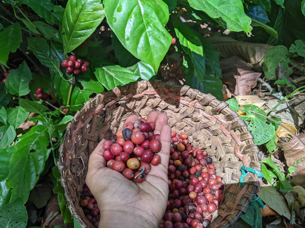 Producción de café robusta gana terreno en Colón